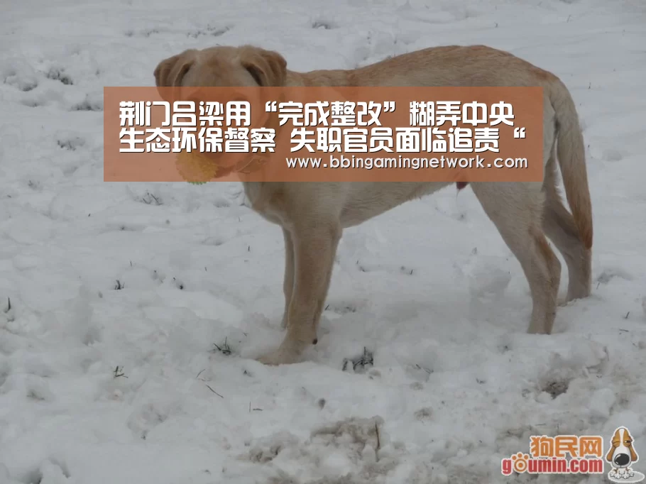 荆门吕梁用“完成整改”糊弄中央生态环保督察 失职官员面临追责“BBIN国际厅”(图2) BBIN电竞
